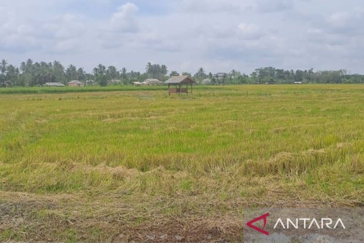 Indonesia sees no need to clear forests for new rice fields