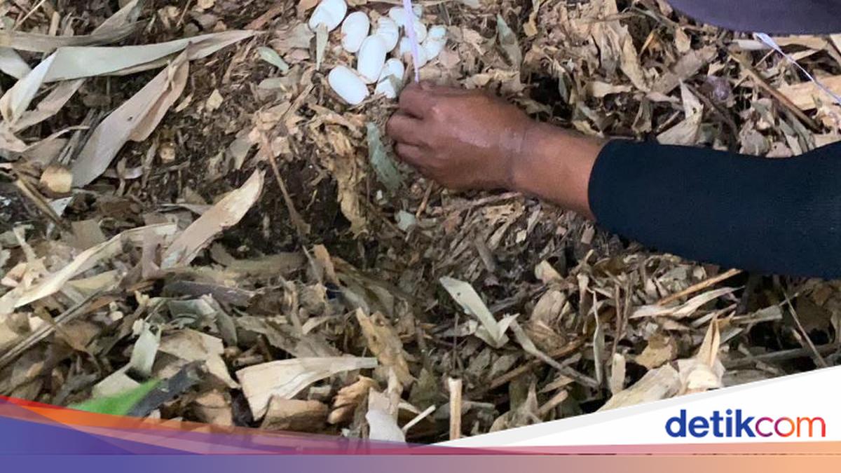 King Cobra Nest with 23 Eggs Found in Jegu, Tabanan