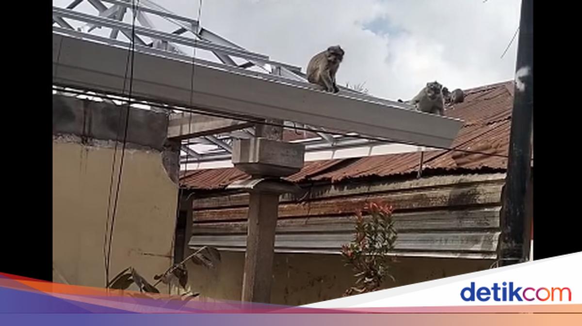 Buleleng Education Department Adds Security After Monkey Attacks Pupil at School