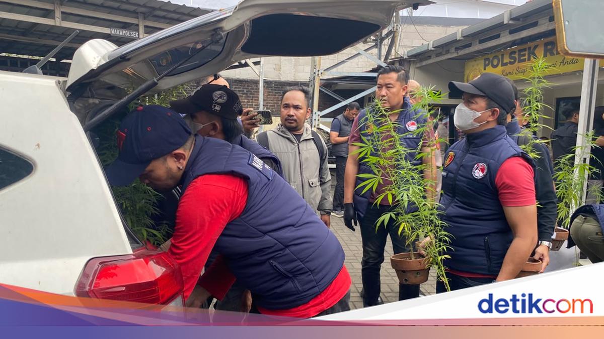 Bandung Resident Grows Cannabis on Home Rooftop Using Seeds Brought from California