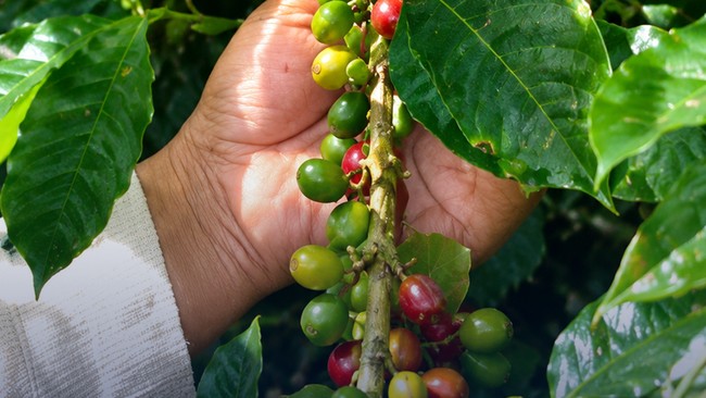 Coffee Prices Have Plunged 17% This Year – Here’s Why