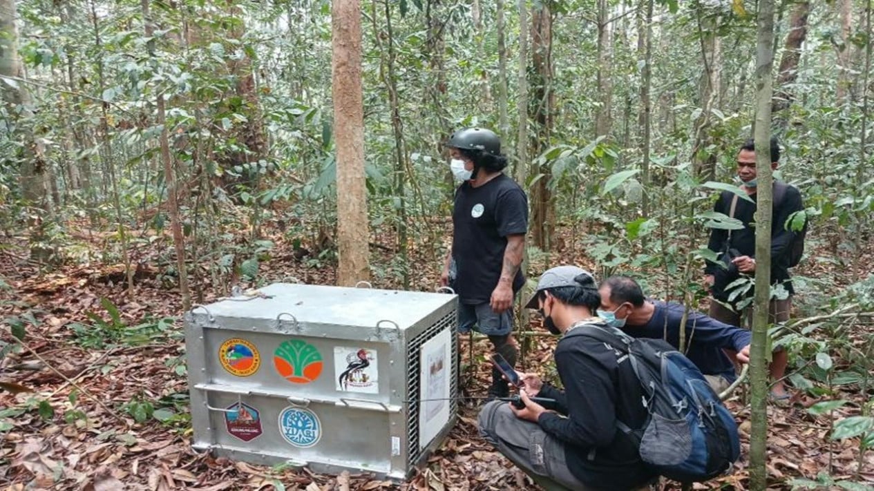 Eight Orangutans Rescued from Forest Fires Released into Ketapang Protected Forest