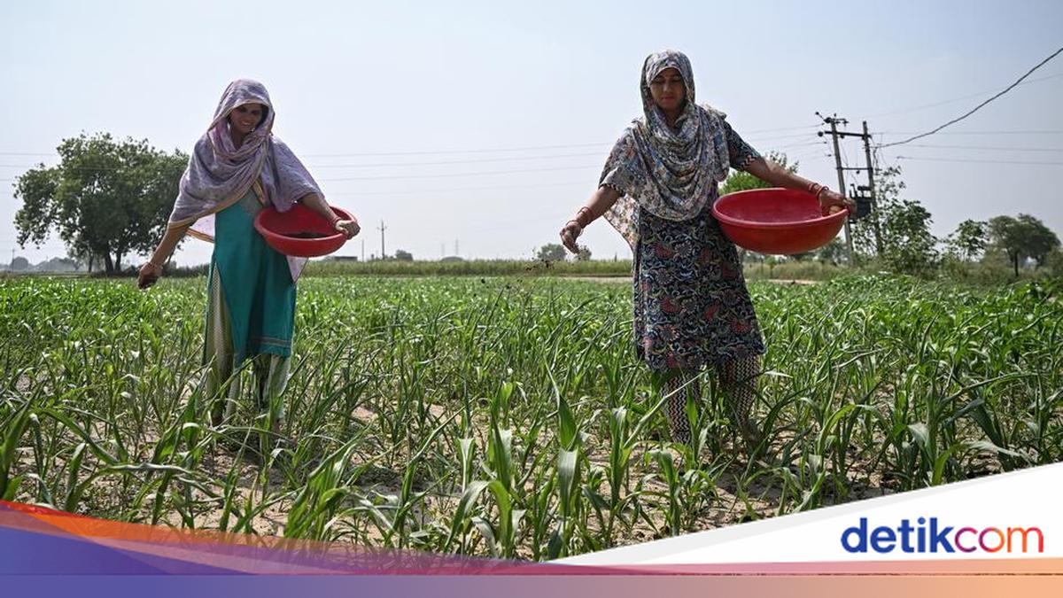 India Hit by Its Driest Monsoon in 11 Years