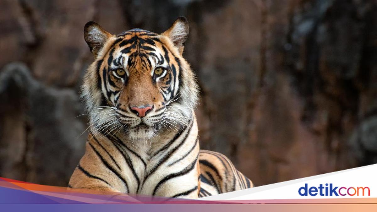 Zoo Visitor Dies After Entering Tiger Enclosure