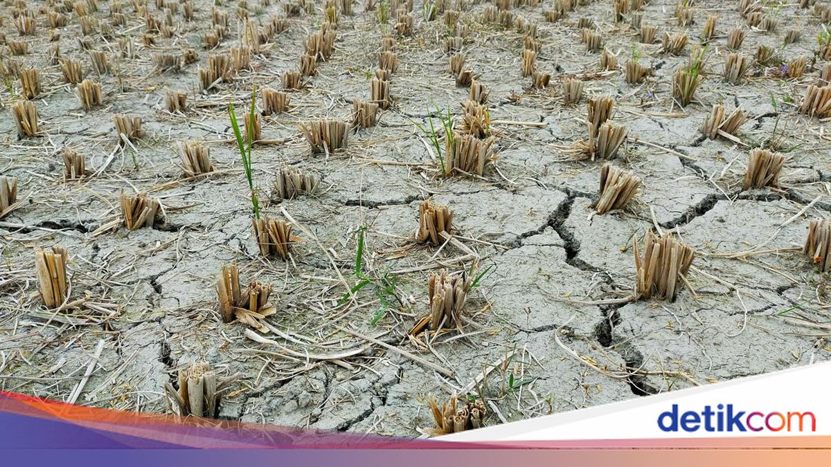 Bantul Regency Extends Drought Emergency Alert Until Year-End
