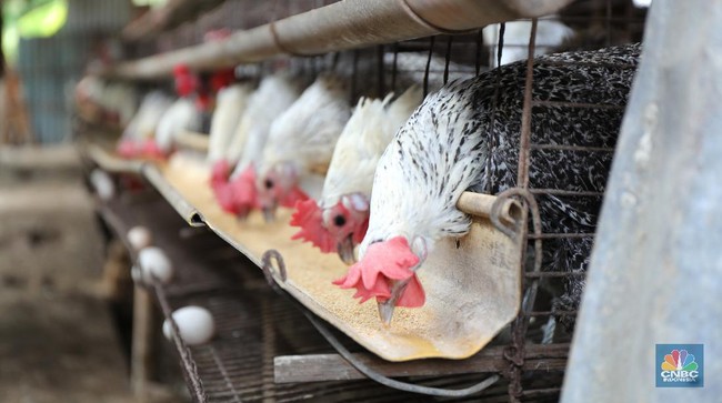 Free-Range Chicken vs Broiler: Which Is More Nutritious?