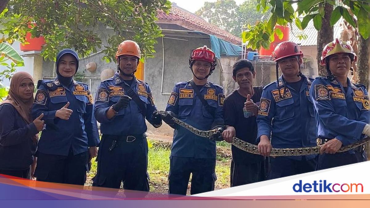 Chickens Killed by Python, Bogor Resident Calls Fire Brigade