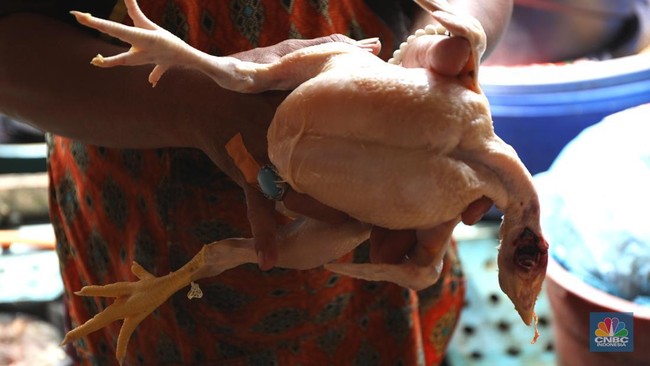 10 Countries with the Highest Chicken Meat Consumption