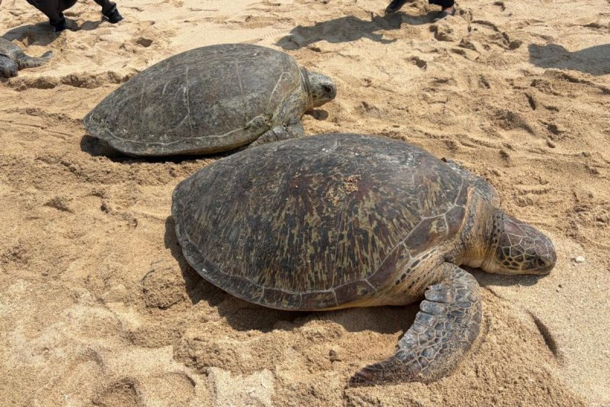 20 rescued green turtles released back into the wild