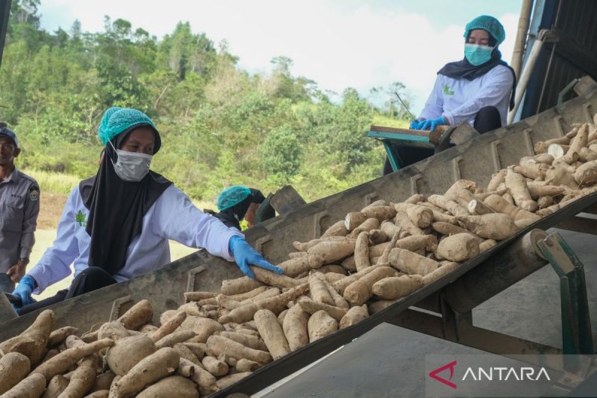Indonesia to help build cassava-processing plant in Cameroon
