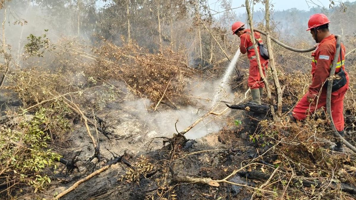 Three Teams Deployed to Tackle Forest and Land Fires in Tanjung Puting National Park