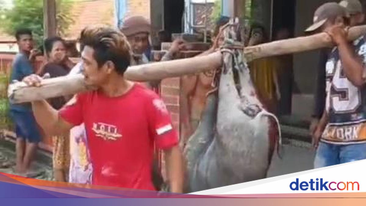 Wild Boar Shot Dead After Causing a Stir by Entering a Mosque in Blora