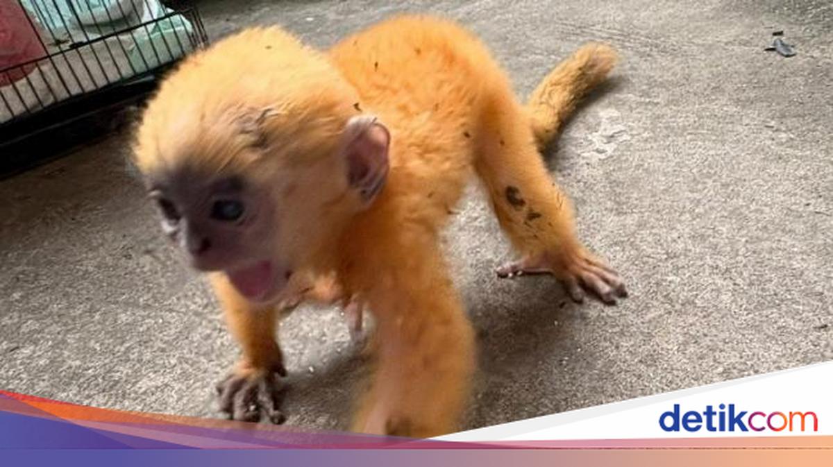 Stressed Juvenile Silvered Leaf Monkey Found by Roadside in Prabumulih