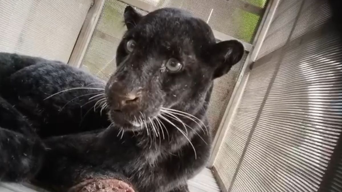 Mbah Sugini’s Remarkable Feat: Chasing Off a Leopard with a Sandal