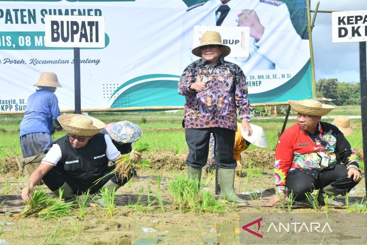 Rice Production in Sumenep Regency Rises by 3.64 per cent