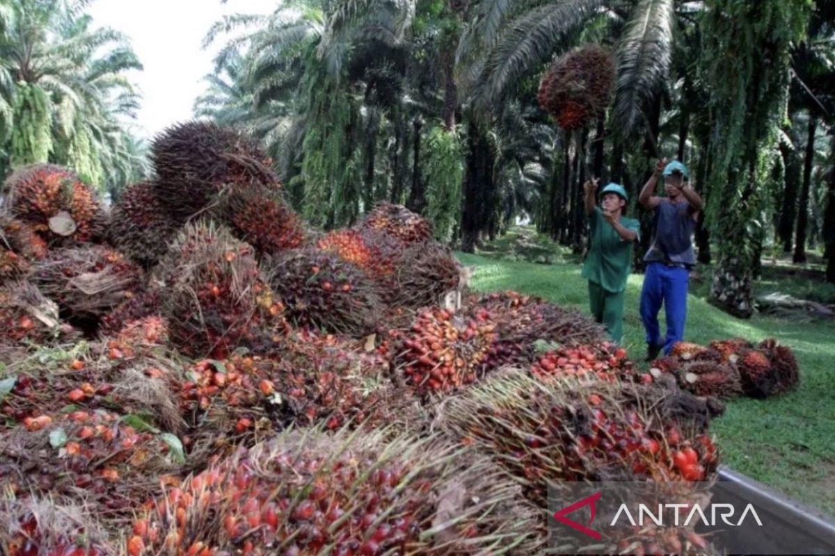 Mitigating Supply-Chain Risks in the Palm Oil Industry