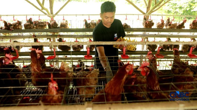 Amran Moves Quickly to Help Poultry Farmers, Issues Order