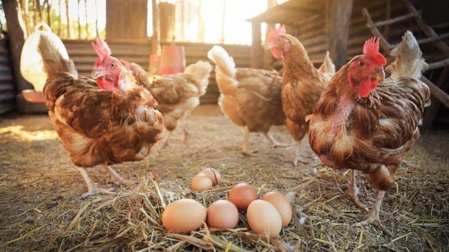 Egg Farmers in West Java Struggle as Cooperative Membership Falls by Half