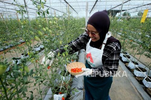 Digital Strategy Boosts Cherry Tomato Sales